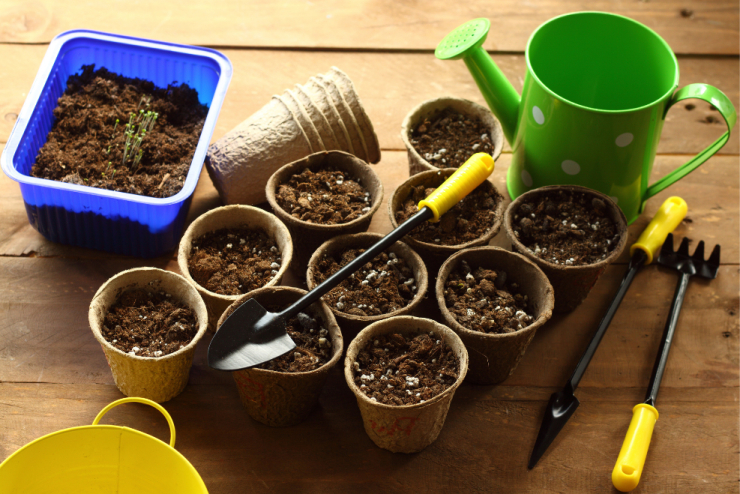 Pestovanie priesad: Kedy a ako vysievať semienka