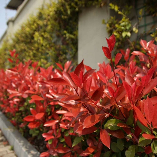 Photinia - zaujímava rastlina do živého plotu