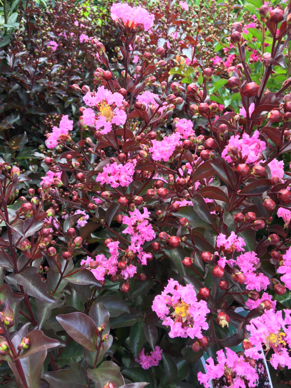 Lagerstroemia - letné prekvapenie do vašej záhrady